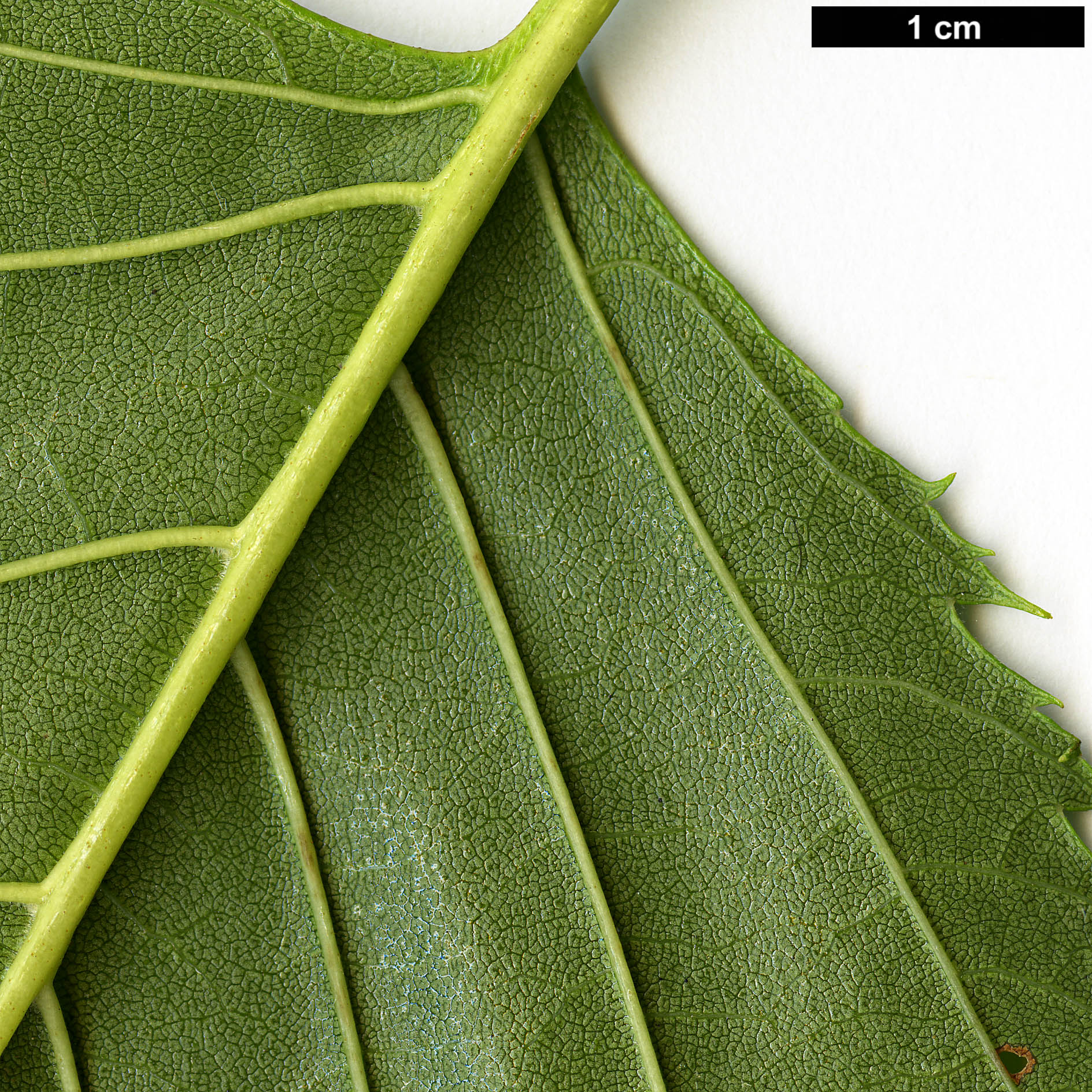 High resolution image: Family: Betulaceae - Genus: Alnus - Taxon: aff. maximowiczii